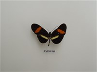 藏品(黃帶紅紋毒蝶)的圖片